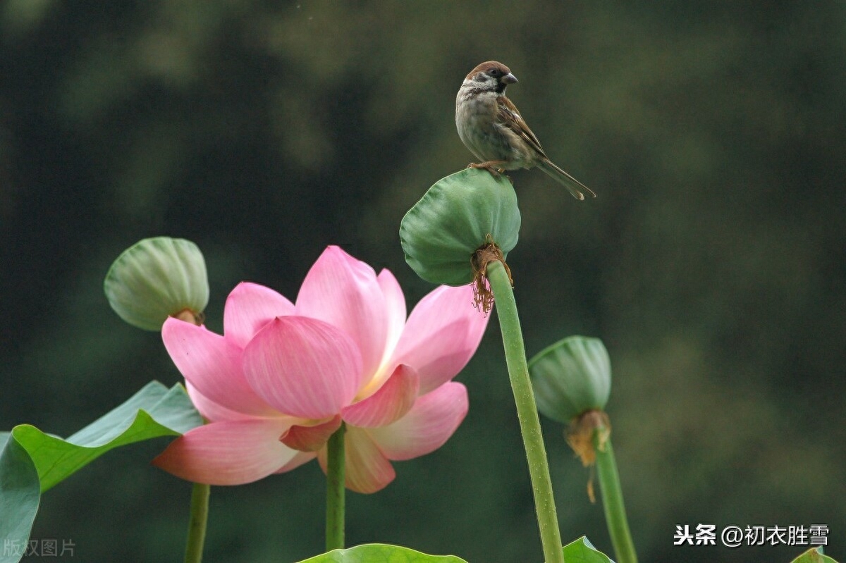 处暑节气经典诗词（残暑晚初凉，清风渡水香）