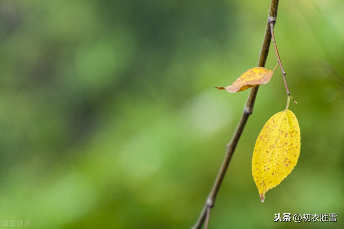 二十四节气之立秋经典古诗词（一叶惊心绪，白露滴林头）