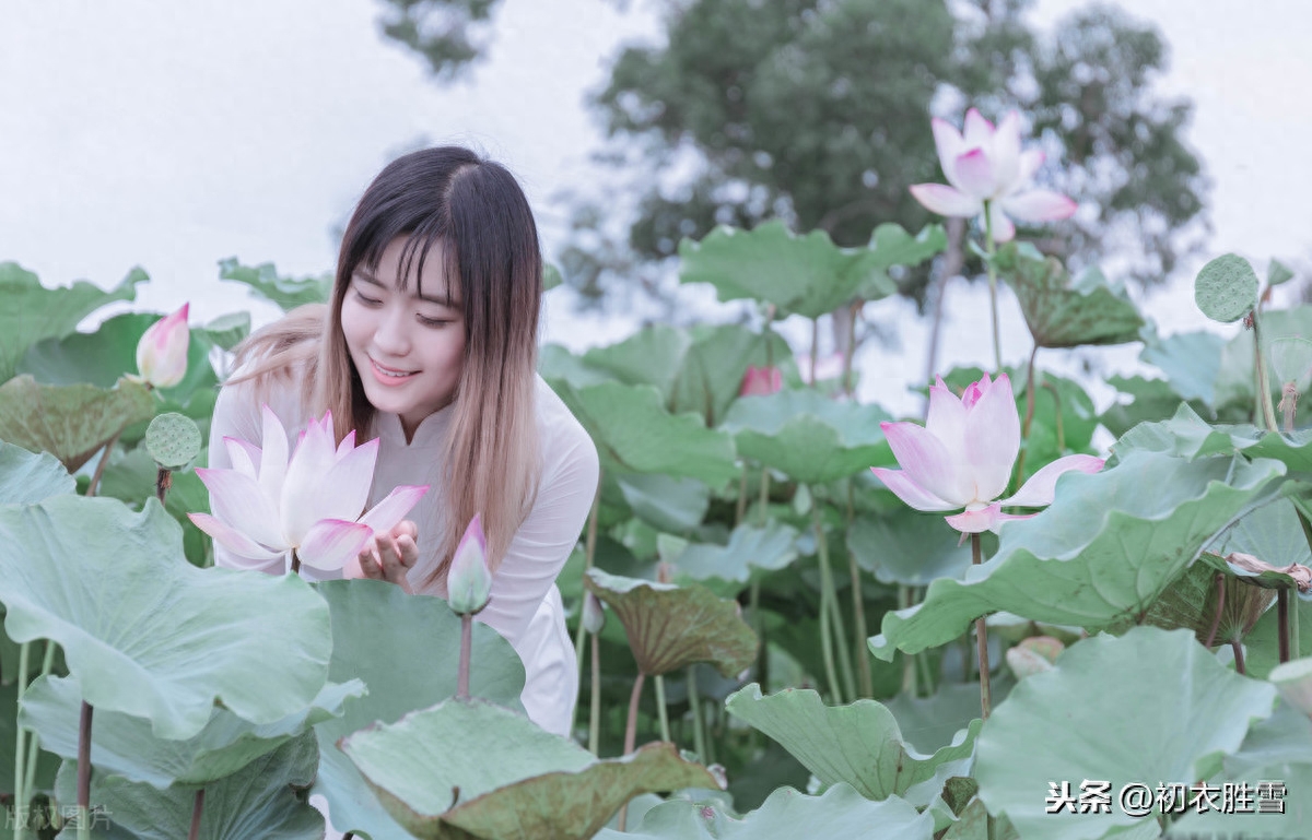 荷花唯美诗词大全（九首灵动荷花诗）