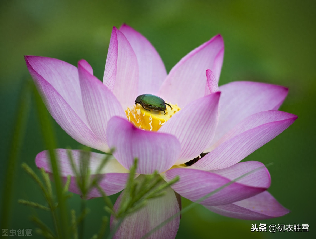 描述荷花的唯美诗句（分享十首莲花古诗）