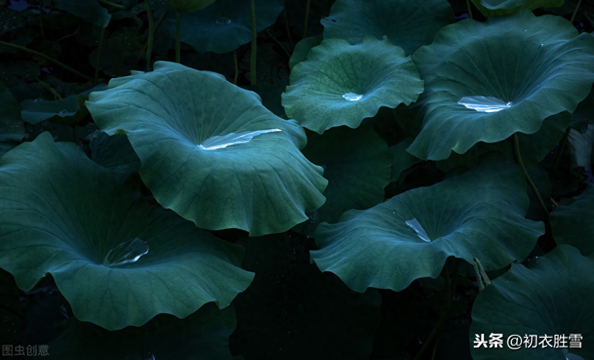 夏雨优美古诗词十首（雨过河源隔座看，青玉盘中泻水银）