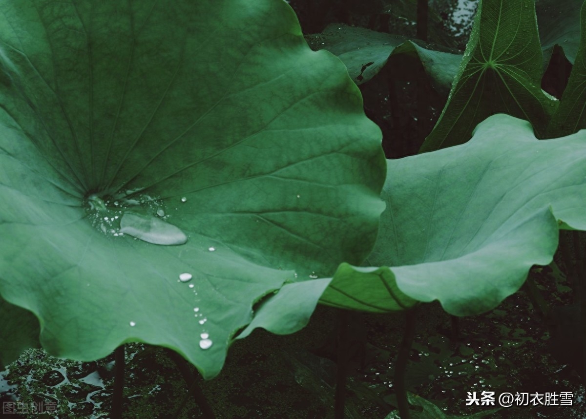 夏雨优美古诗词十首（雨过河源隔座看，青玉盘中泻水银）