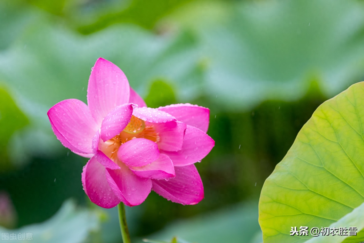 夏雨优美古诗词十首（雨过河源隔座看，青玉盘中泻水银）