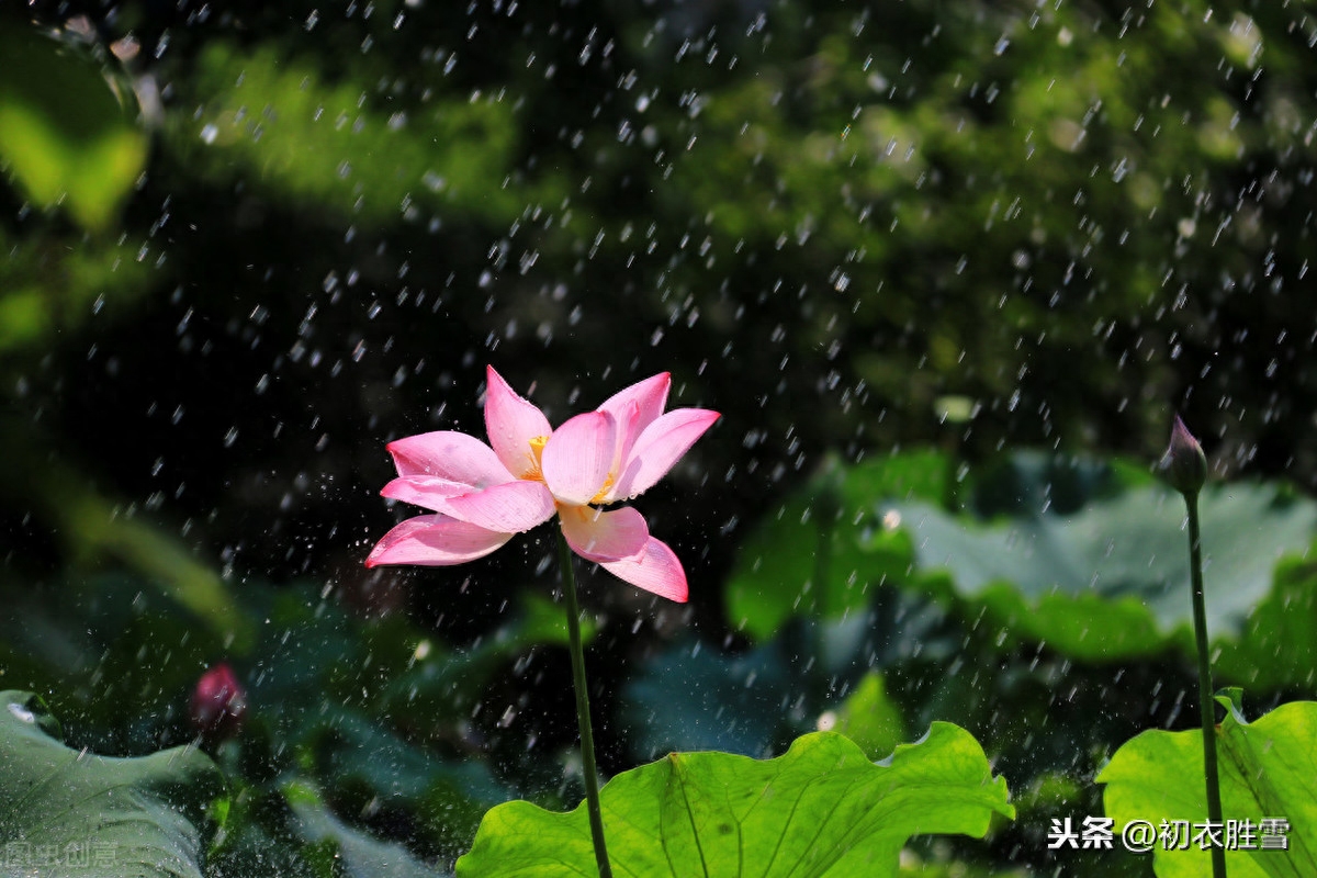 夏雨优美古诗词十首（雨过河源隔座看，青玉盘中泻水银）