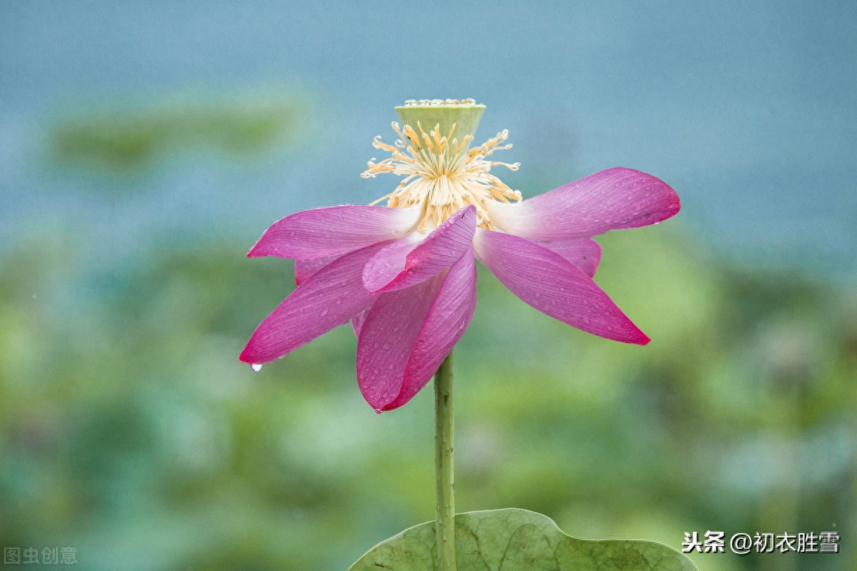 夏雨优美古诗词十首（雨过河源隔座看，青玉盘中泻水银）