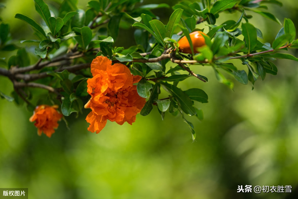 石榴裙唯美诗词（夏日红妆石榴裙10首）