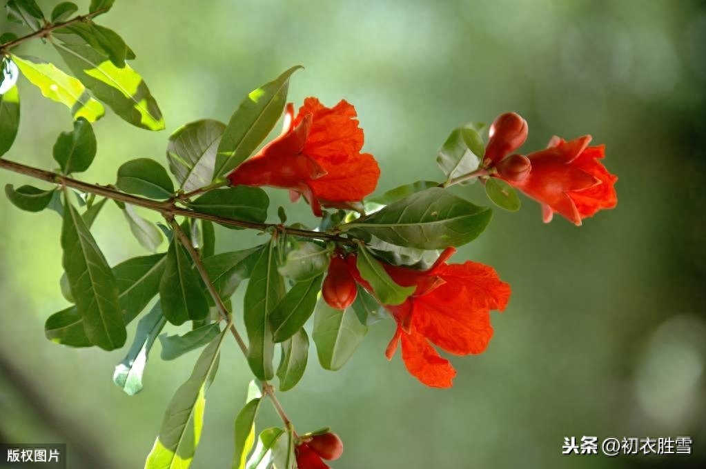 石榴裙唯美诗词（夏日红妆石榴裙10首）