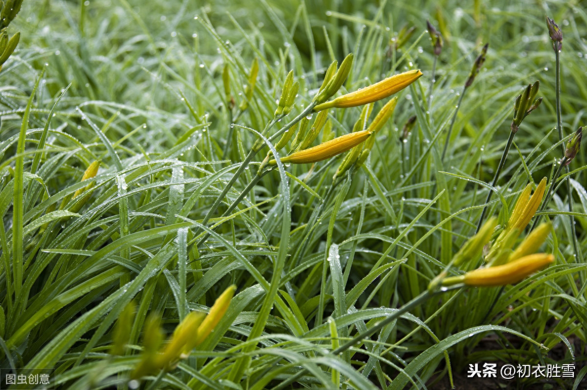 二十四节气之谷雨唯美古诗词（青青谷雨山色深，风吹麦花水生萍）