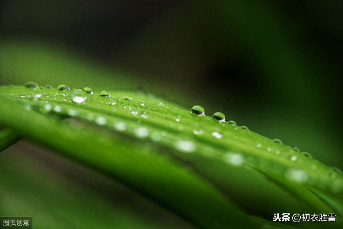 二十四节气之谷雨唯美古诗词（青青谷雨山色深，风吹麦花水生萍）