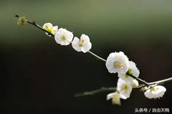 梅花唯美诗词大全（咏梅花诗词16首）