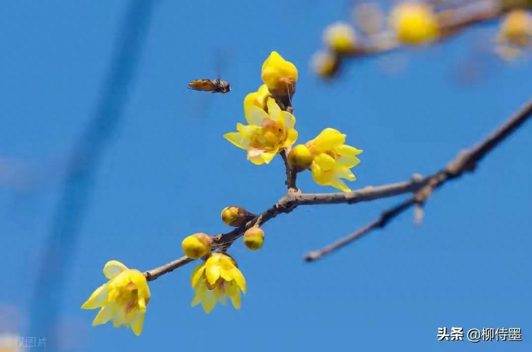 梅花唯美诗词大全（咏梅花诗词16首）