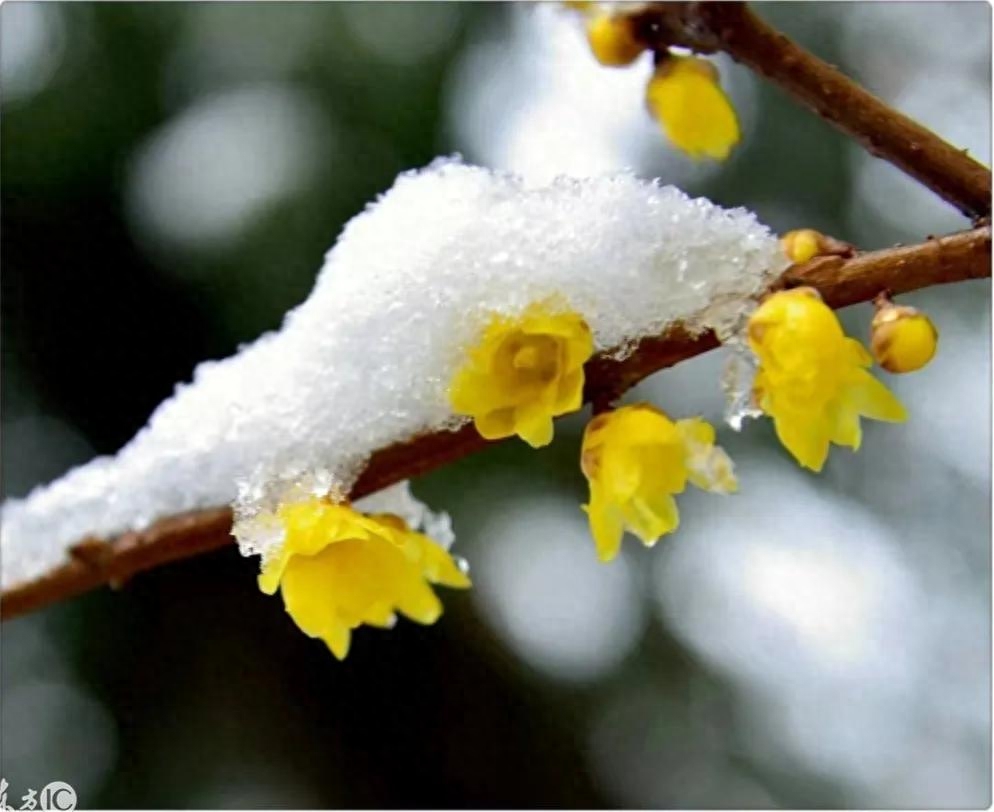 飞雪落红尘，寒梅枝上春（咏梅花诗词16首赏析）