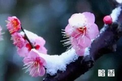 飞雪落红尘，寒梅枝上春（咏梅花诗词16首赏析）