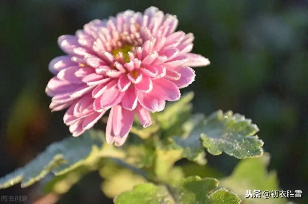 菊花唯美诗词有哪些（咏菊美诗词16首）