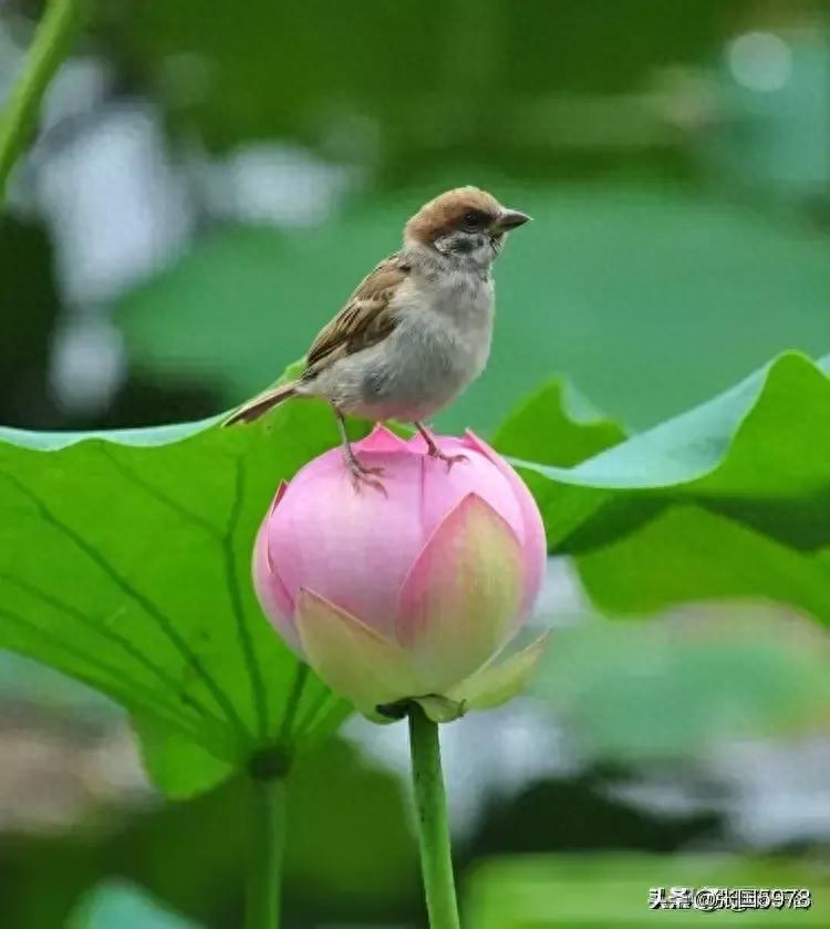 小满节气唯美诗词有哪些（小满节气咏怀诗词20首）