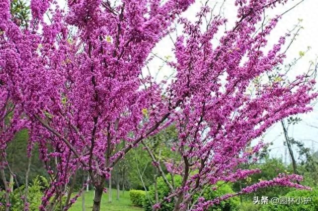 春暖花开，百花竞放（咏花经典诗词19首）