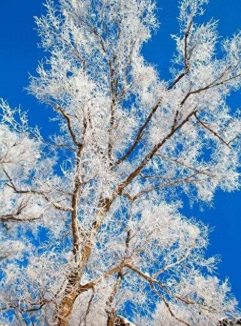 小雪诗词名句摘抄（小雪节气咏怀诗词22首）