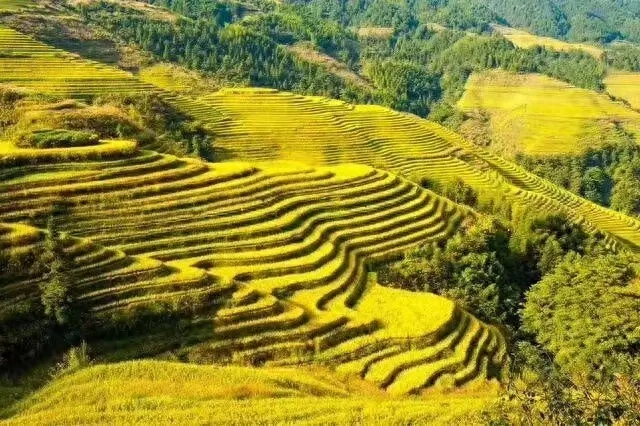 乡村诗词名句大全（享受田园生活的诗句）