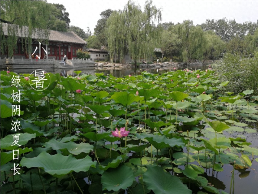 初伏已至，静心消暑（精选夏日诗词12首）