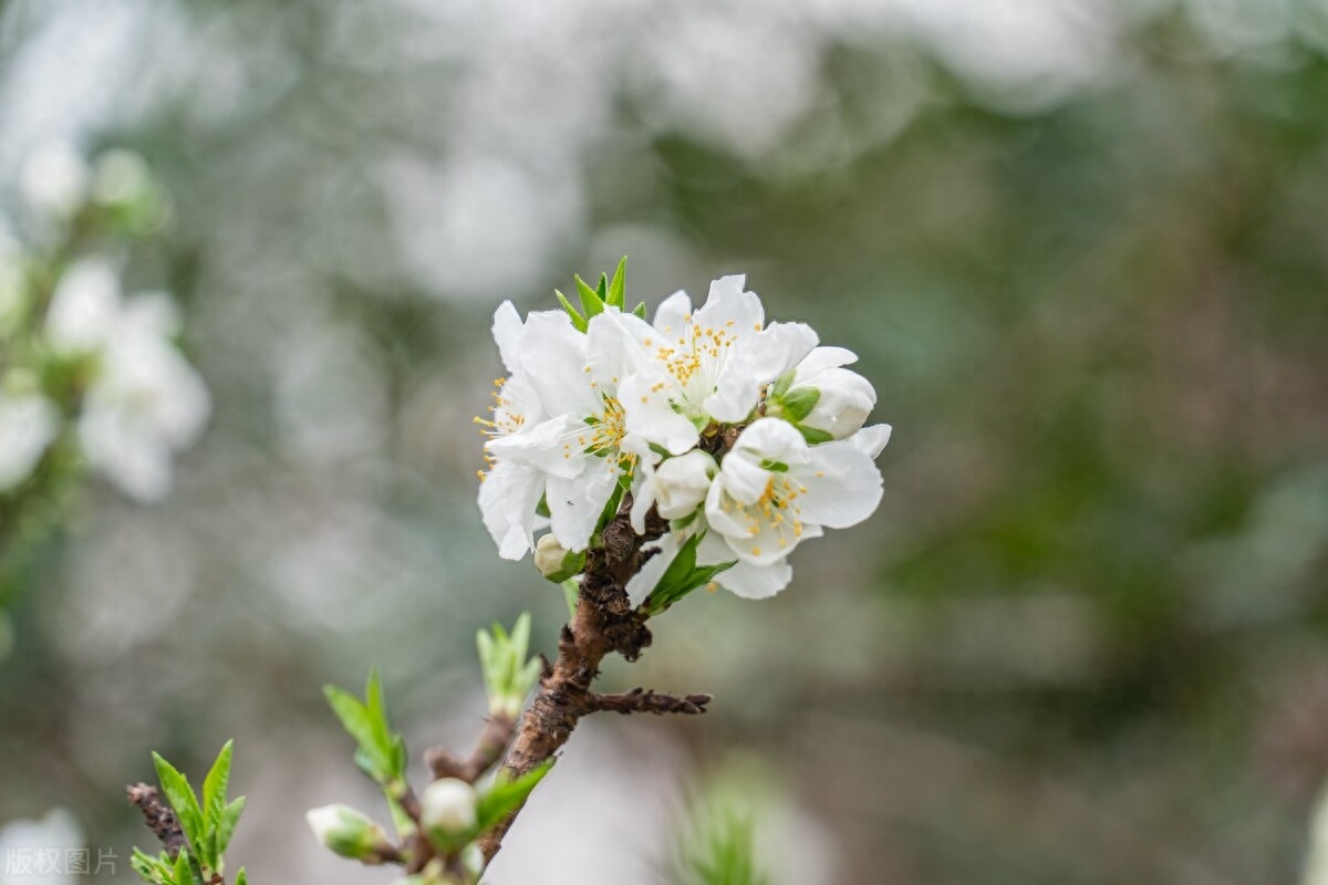 李花唯美诗词大全（9首精美的李花绝句）