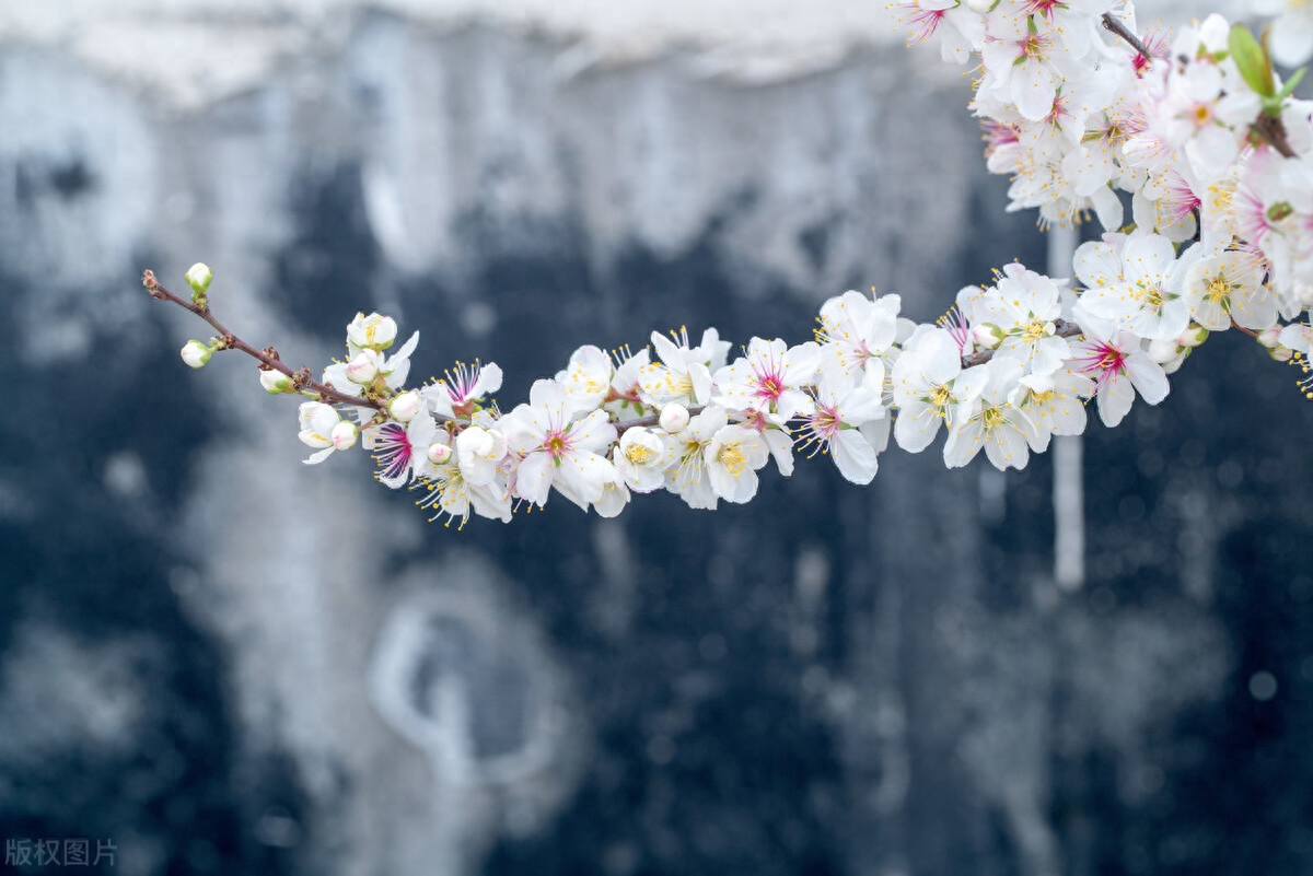 李花唯美诗词大全（9首精美的李花绝句）