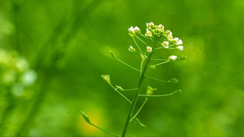 荠菜唯美诗词大全（9首荠菜诗词）