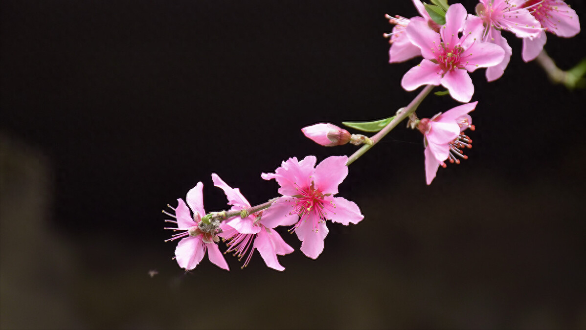 桃花唯美诗词大全（10首桃花诗词）