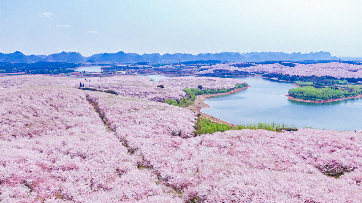 桃花唯美诗词大全（10首桃花诗词）