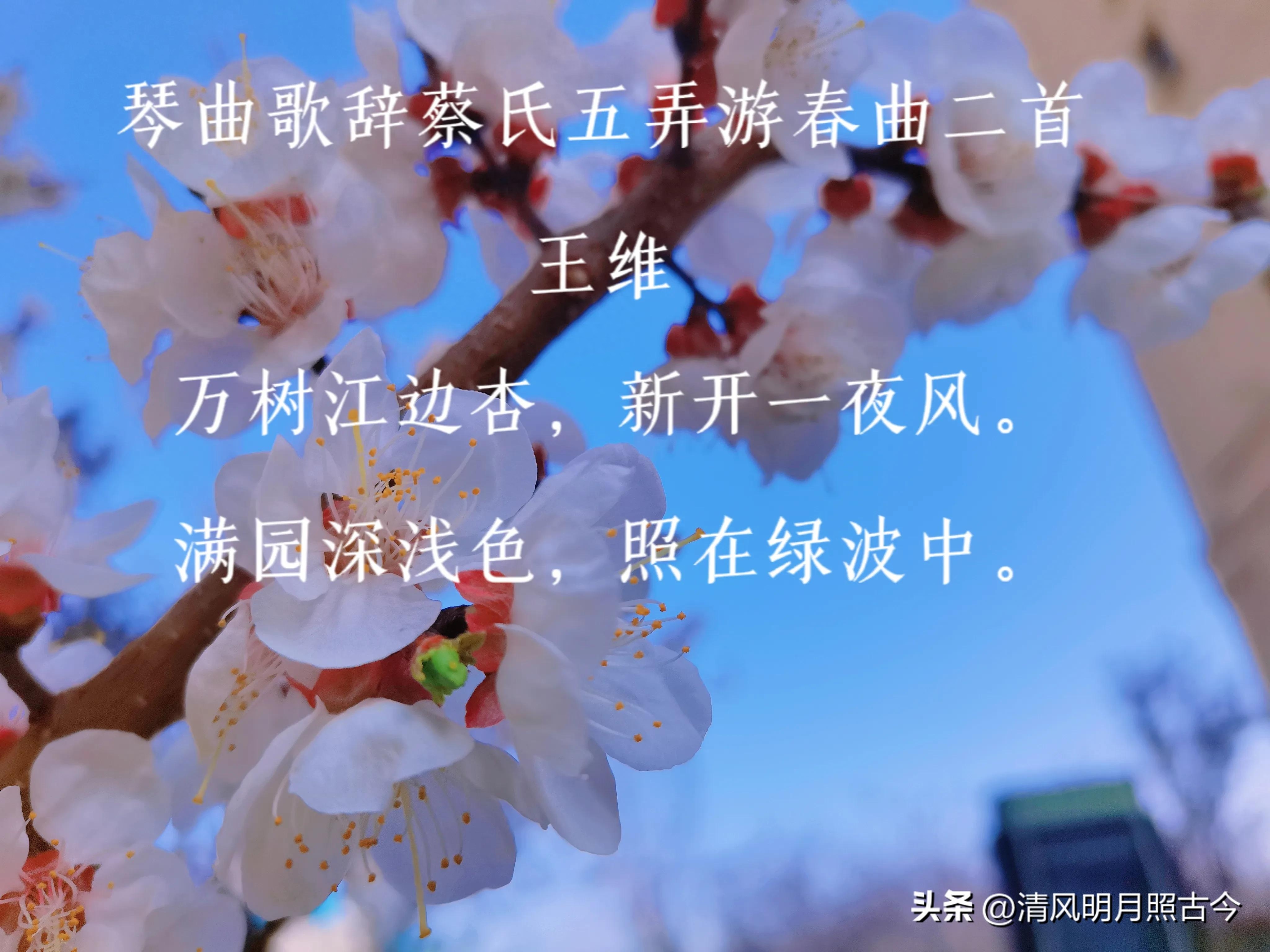 花开岁首，诗意迎春（8首关于春花的唯美古诗词）