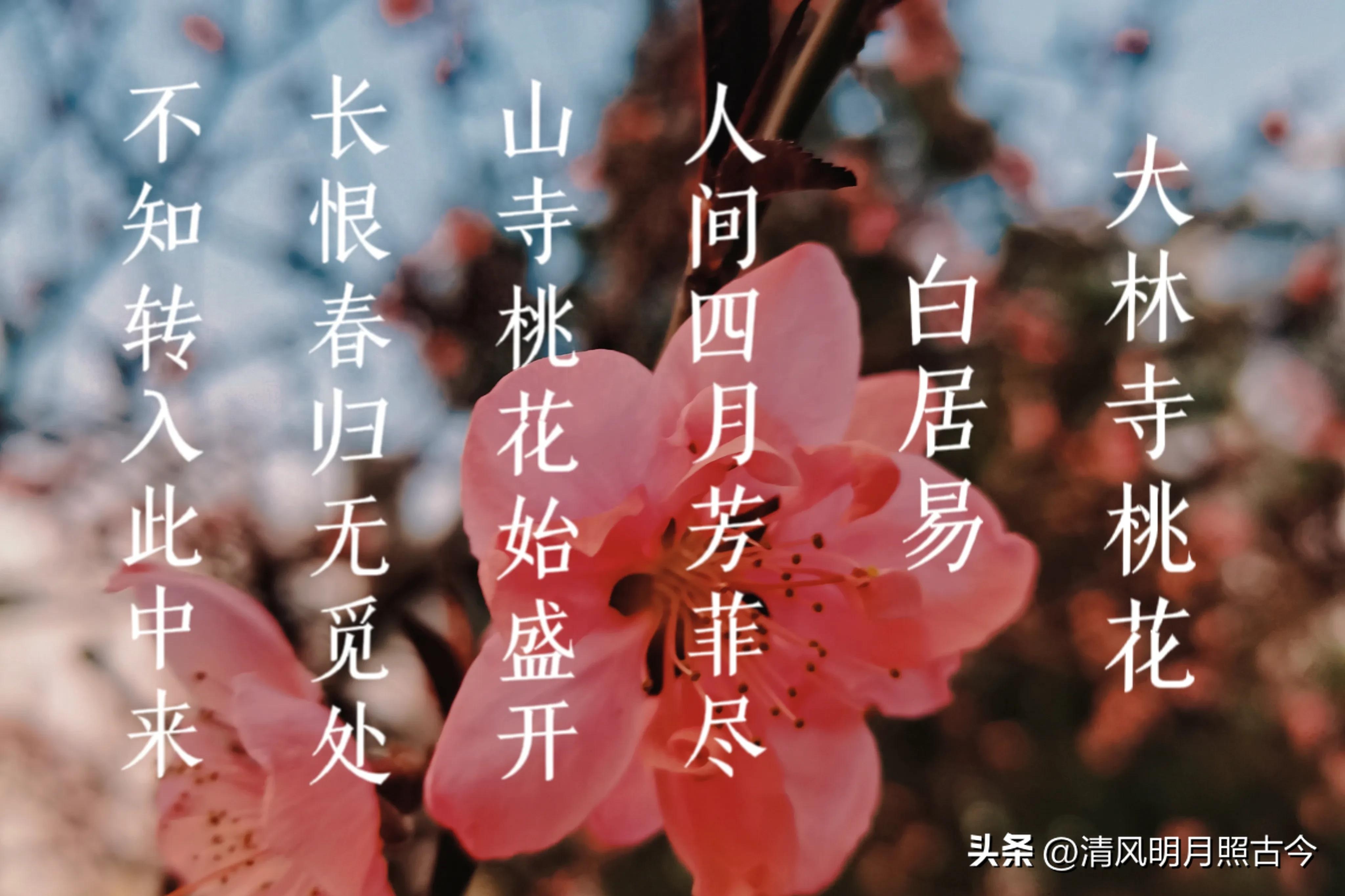 花开岁首，诗意迎春（8首关于春花的唯美古诗词）