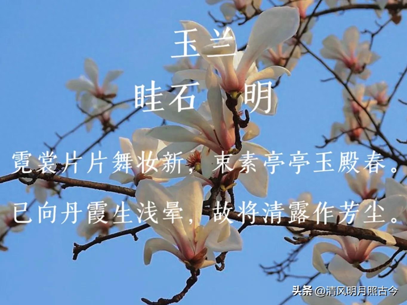 花开岁首，诗意迎春（8首关于春花的唯美古诗词）