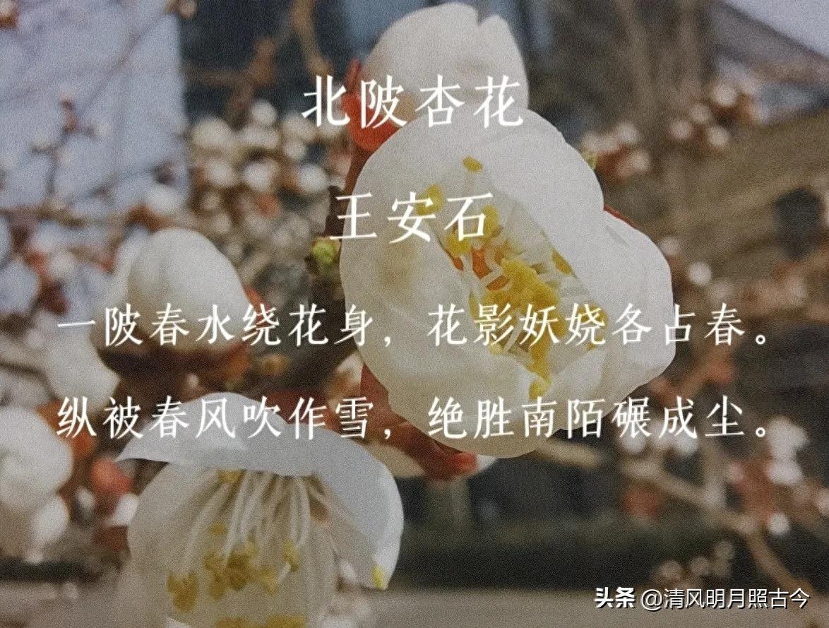 花开岁首，诗意迎春（8首关于春花的唯美古诗词）