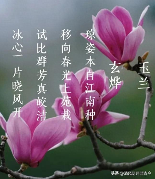 花开岁首，诗意迎春（8首关于春花的唯美古诗词）