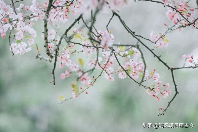 花开岁首，诗意迎春（8首关于春花的唯美古诗词）