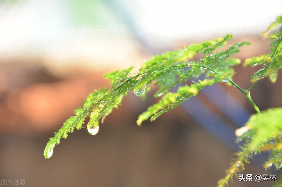 春雨唯美诗词大全（描写春雨唯美诗词）最后