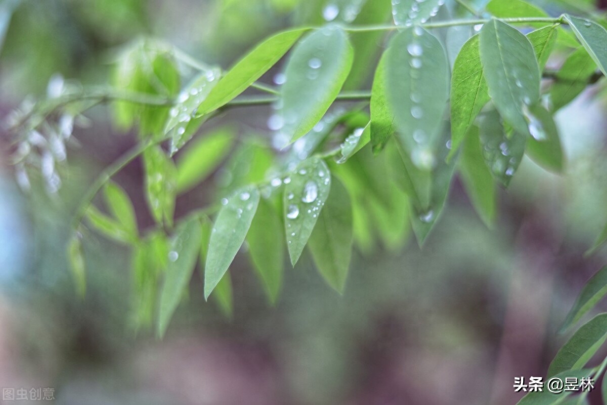 春雨唯美诗词大全（描写春雨唯美诗词）最后