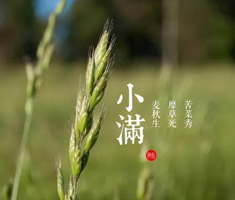 小满唯美诗词大全（夏风扶穗，人生盈满）