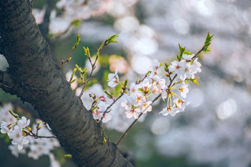 春光经典诗词大全（100首春光诗词）