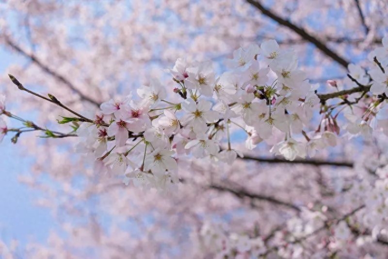 春光经典诗词大全（100首春光诗词）