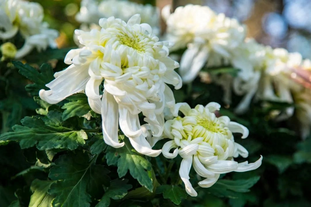 菊花诗词名句精选（10首菊花诗词）