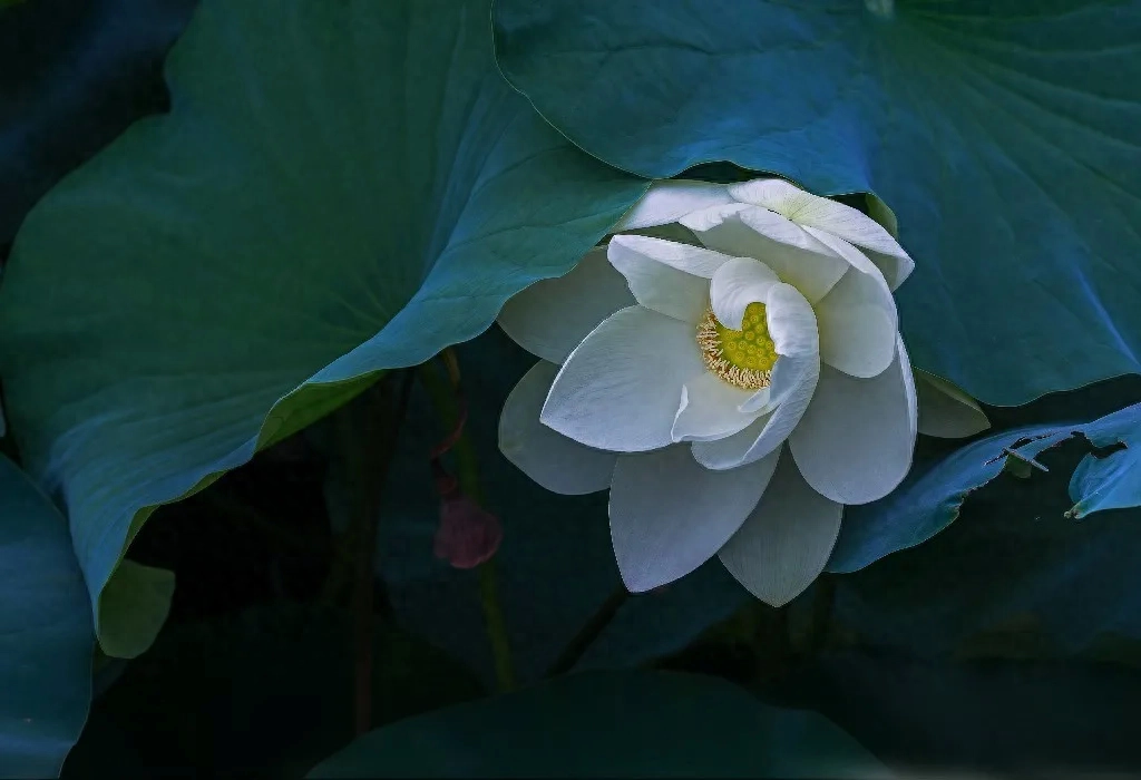 溪涨清风拂面，月落繁星满天（20首小暑优美诗词）