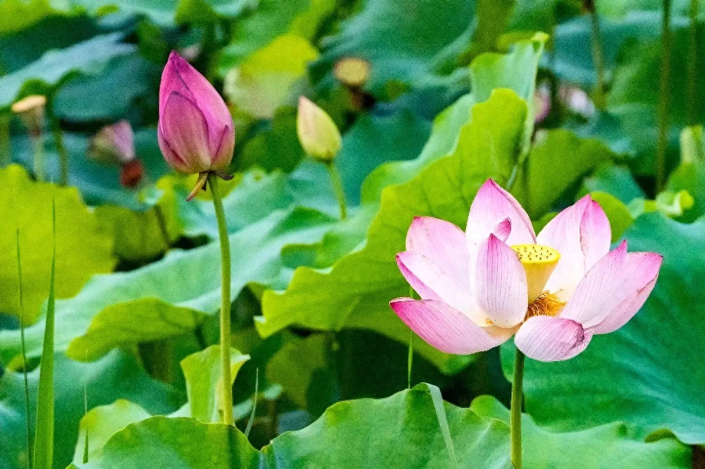 溪涨清风拂面，月落繁星满天（20首小暑优美诗词）