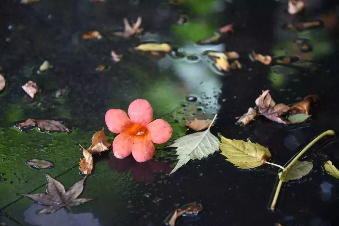 落花诗词名句有哪些（30首优美落花诗词）