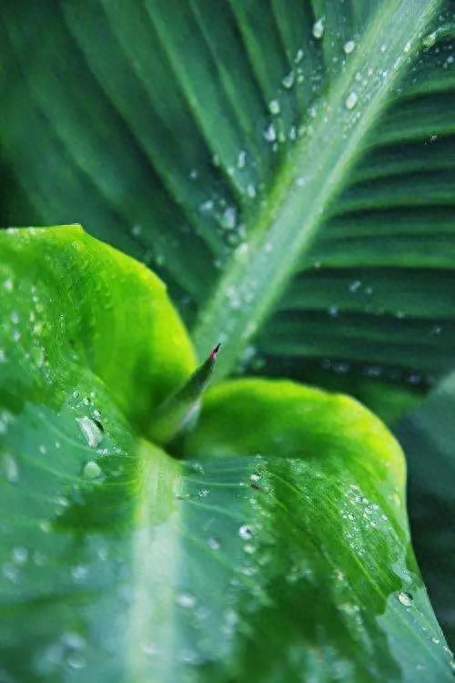 听雨唯美古诗大全（听雨诗词27首）