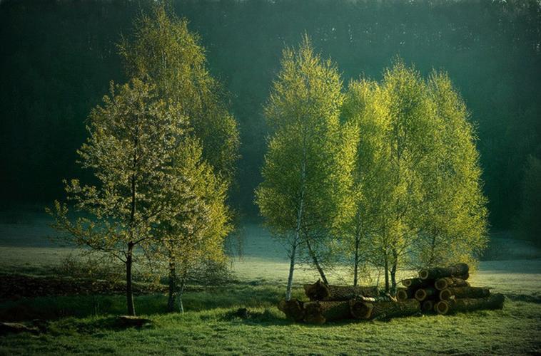 关于风景的初中作文（《田园的风景》）