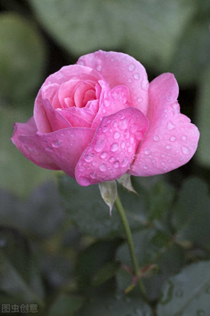 夏雨诗词古句大全（描写夏雨优美诗词古句）