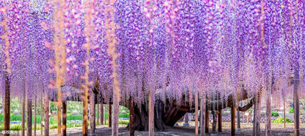 紫藤花经典古诗有哪些（5首紫藤花古诗词）