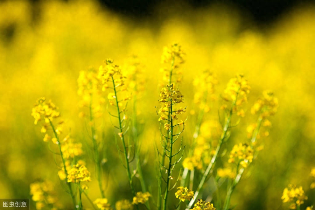 油菜花经典古诗有哪些（6首优美的油菜花古诗词）