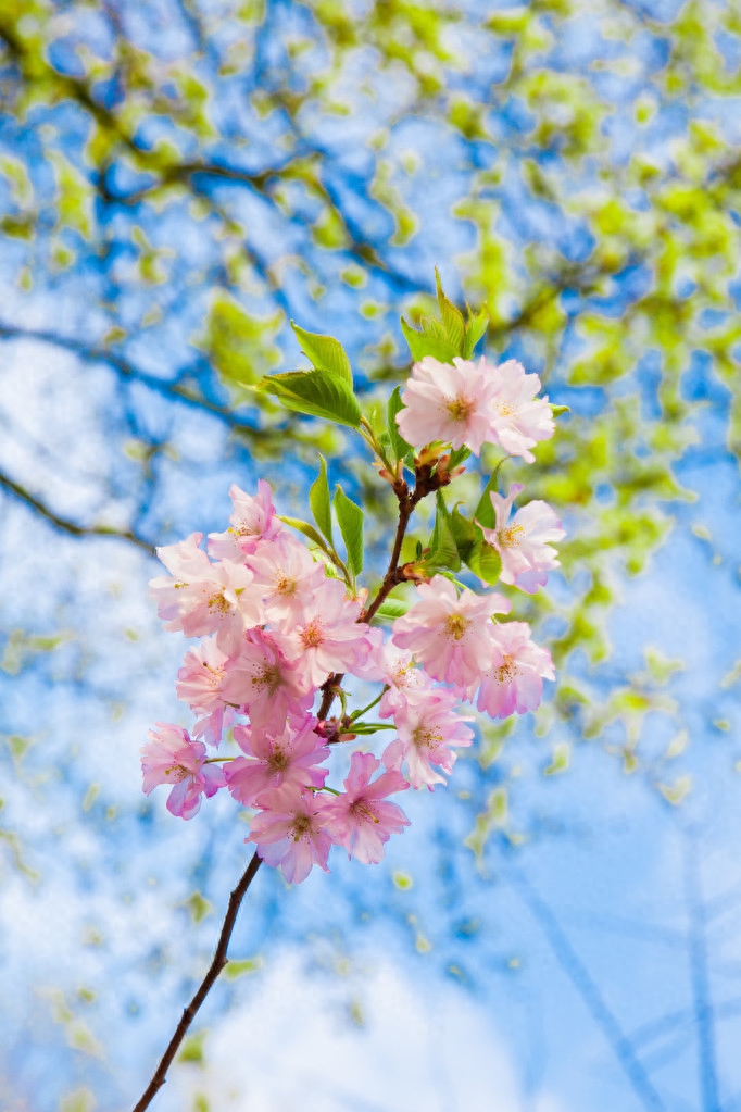 樱花经典古诗大全（5首古诗词里赏樱花）