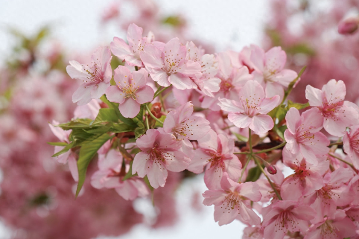 樱花经典古诗大全（5首古诗词里赏樱花）